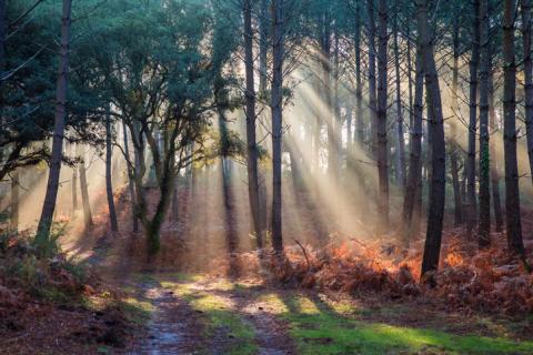 forêt