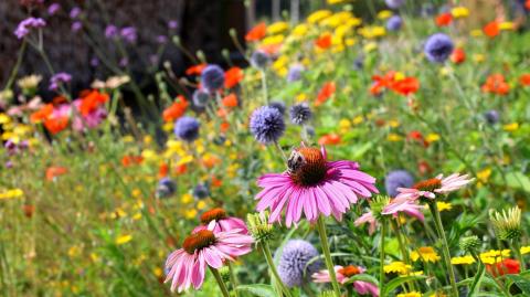 Qu'est-ce que le chaos gardening ?