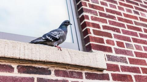 mon-voisin-nourrit-pigeons-que-faire-seloger