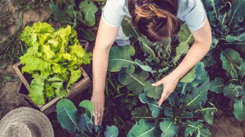 Que faire en août au potager ?