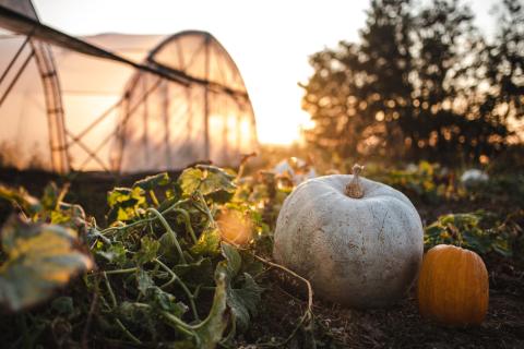 L'automne arrive : il est temps de bouturer