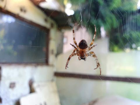 Les moyens pour repousser les araignées