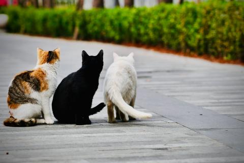 chat en balade