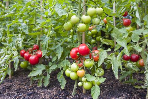 Préparer ses plants de tomate à passer l'hiver