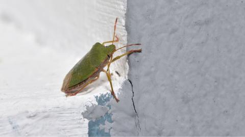 Contrairement à la punaise de lit, la punaise verte ne pique pas et ne transmet pas de maladies, mais sa présence en grand nombre peut vite devenir gênante, notamment à cause de son odeur caractéristique lorsqu’on la dérange. © Pridannikov - Getty images