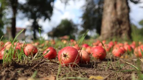 Que faire des fruits tombés au sol dans votre jardin ?