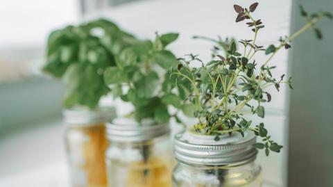 Hydroponie : ces 6 plantes aromatiques se cultivent très bien dans l'eau