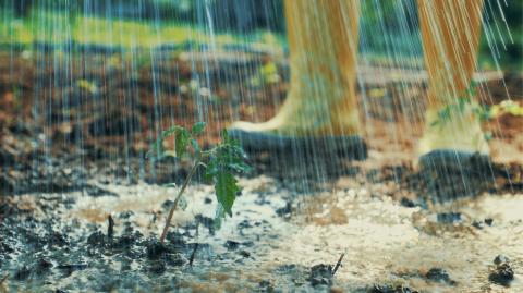 Potager : les bons réflexes pour le protéger des fortes pluies.