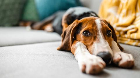Copropriété : quelles sont les règles à connaître si vous avez un chien ?