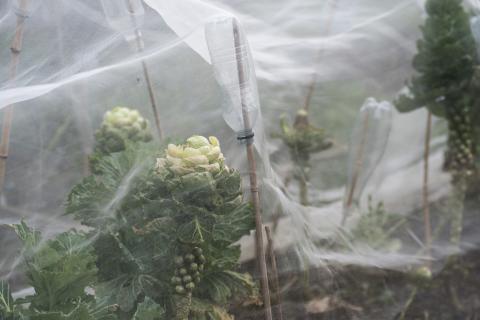 Bien poser son voile d'hivernage