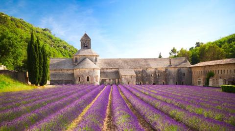 L'abbaye de Sénanque et son champ de lavande en fleurs 