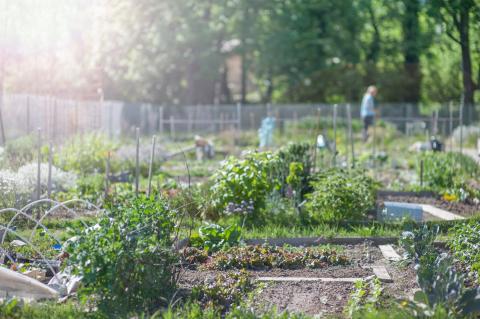 Tourcoing quartier la bourgogne jardin