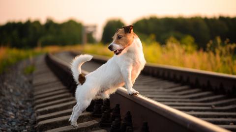 Jack Russell seul sur les rails d'une voie ferrée au coucher du soleil