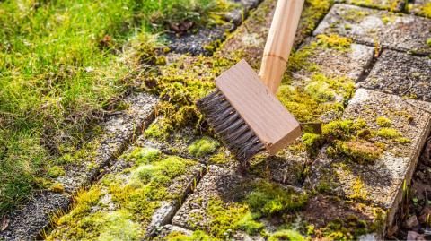 Mousse sur la terrasse : pourquoi elle s’installe et comment l’éliminer ?