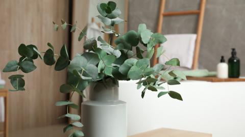 L'eucalyptus, une plante incontournable pour parfumer votre intérieur.
