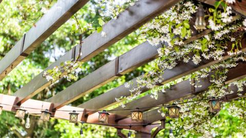Les 7 meilleures plantes grimpantes pour une pergola végétale.