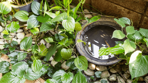 Certains points d'eau stagnantes, aussi petits soient-ils, permettent aux moustiques de proliférer. ©ThamKC - Getty images