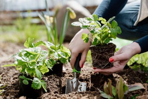 Le printemps arrive : les espèces à planter d'urgence en mars avril