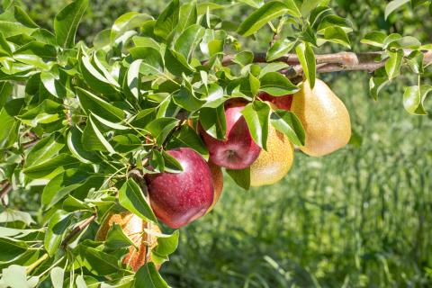 Les espèces de fruitiers à planter dans le Nord de la France