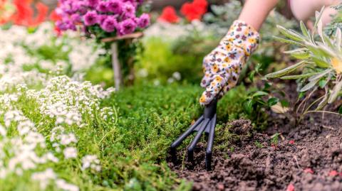 Faut-il remplacer son gazon par des plantes couvre-sol ?