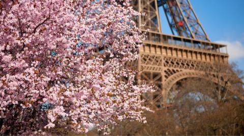 Cerisiers en fleurs : nos 7 spots préférés à Paris et en Île-de-France.