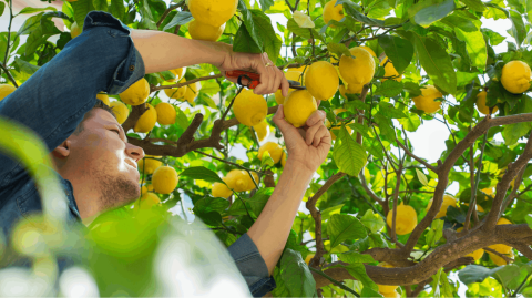 Avec quelques astuces simples, vous pouvez obtenir un beau citronnier en pleine forme et productif. © Aamulya - Getty images