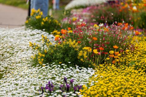 7 plantes qui aiment le soleil et n'ont pas besoin d'eau