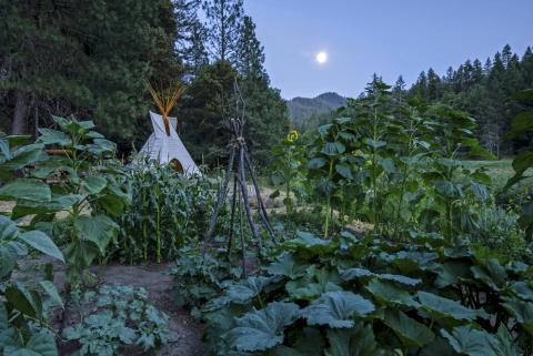 Faut-il suivre ou pas les calendriers lunaires pour jardiner