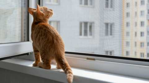 Vous pouvez installer une moustiquaire sans l'autorisation de votre propriétaire dès lors qu'il s'agit d'une installation légère et réversible. © Olga Gubskaya - Getty images