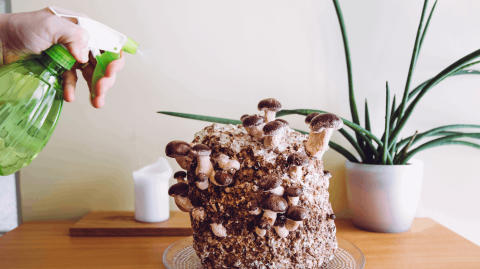Issu des champignons, le mycélium permet de fabriquer des briques au pouvoir isolant, idéal pour les logements. © Helin Loik-Tomson - Getty images