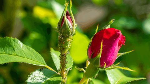 Plusieurs astuces peuvent vous permettre de lutter contre les pucerons, mais l'idéal reste de s'y prendre le plus tôt possible. © Igor Klyakhin - Getty images