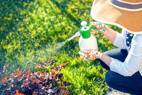 Les meilleures recettes d'insecticides naturels
