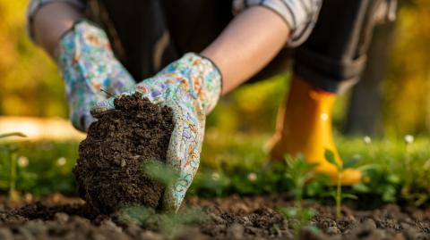 Ces plantes remplacent le gazon… et demandent (presque) zéro entretien.