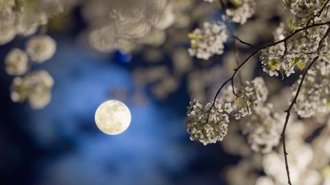 Moon garden : la tendance qui transforme votre jardin après le coucher du soleil.