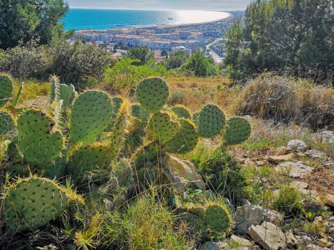 Ville du département de l'Hérault, avec du vert au premier plan et la mer en arrière plan. 
