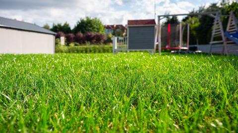 Vue sur une pelouse avec une herbe haute à l'arrière d'une maison individuelle