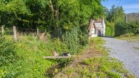 Un chat se prélasse sur une planche surplombant un fossé en bord de route