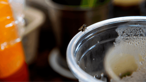 La menthe installée au bon endroit dans la cuisine permet de repousser les moucherons qui n'apprécient pas son odeur. © PCbang - Getty images