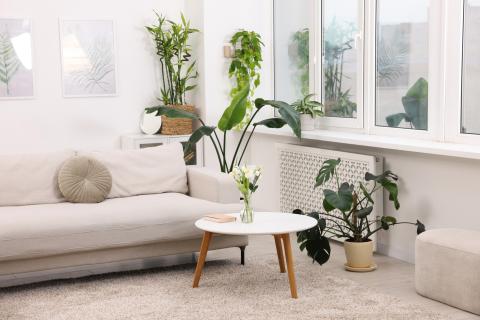Feng Shui : les espèces de plantes à privilégier, pièce par pièce