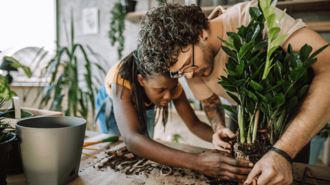 Surveillez les signes qui montrent que vos plantes d'intérieur ont besoin d'être rempotées ce printemps. © Pekic - Getty images