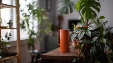Canicule : 7 plantes pour rafraîchir votre intérieur sans climatisation.