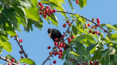Ces 6 astuces protègent votre cerisier des oiseaux.
