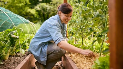 Une femme accroupie devant son potager assure les opérations de paillage
