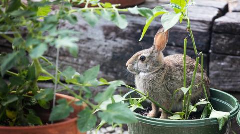 Ces 7 astuces naturelles éloignent les lapins de votre jardin.