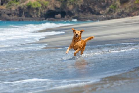 Les destinations dog-friendly en France