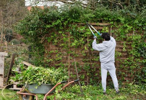 Homme taillant la haie de son jardin.