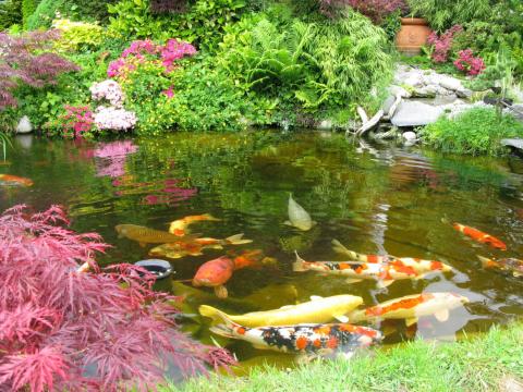 Un jardin japonais à Lille