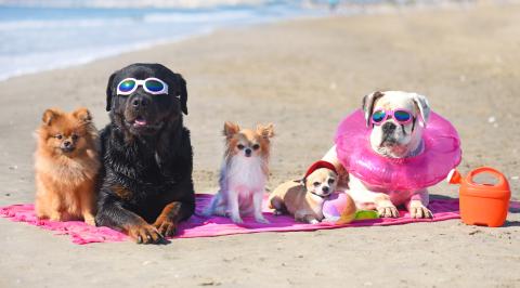 Les plages ouvertes aux chiens cet été