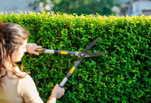 Jeune femme taillant la haie du jardin. 