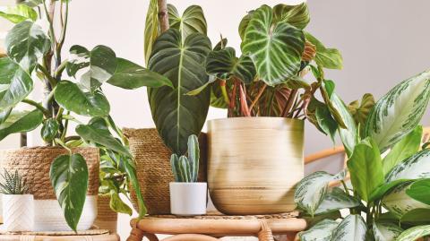 Ces 7 plantes d'intérieur survivent 2 semaines sans arrosage. © Getty Images